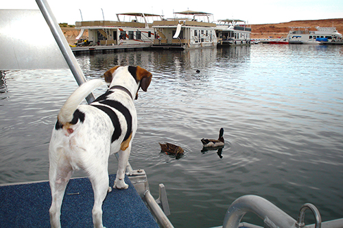 Houseboat Adventures That Include Your Pet