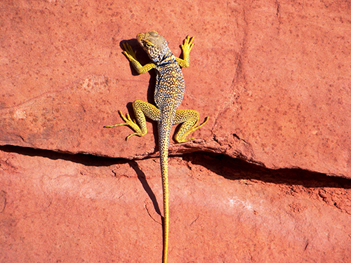 Lake Mead Houseboat Rentals with lizards to see
